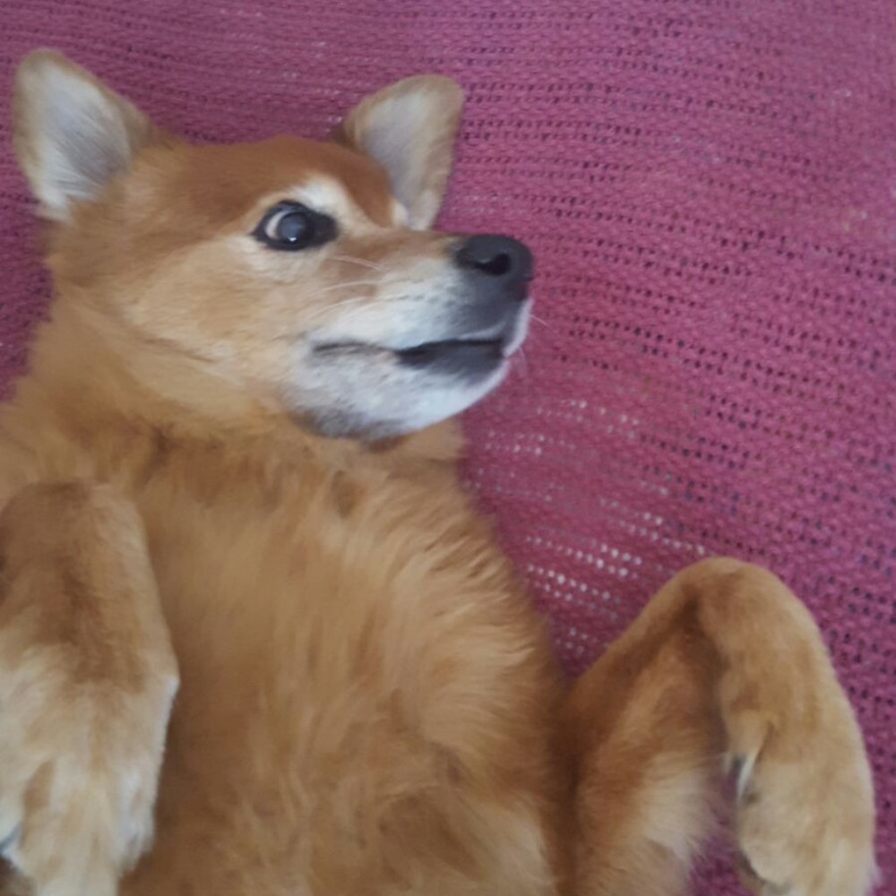 Meet your Posher, Posh